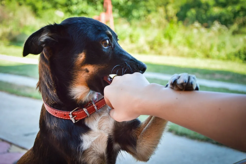 A black, tan, and white-haired dog sits outside with their open mouth and paw on a person's hand with their ears pulled back.