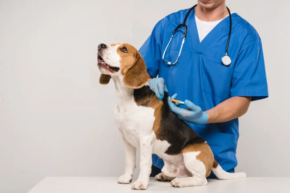 A veterinarian administers a vaccination to a beagle's back. 