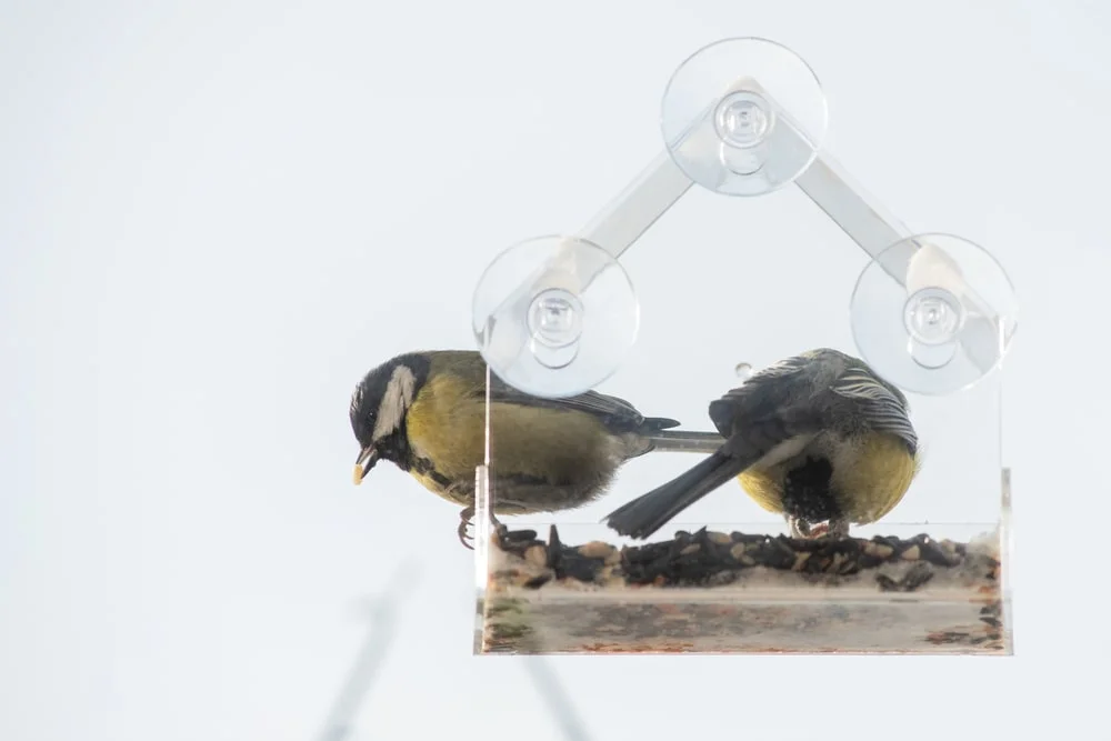 Two birds inside a suctioned window bird feeder