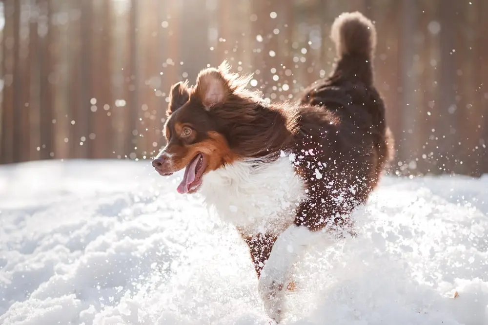 A brown and white dog dashes excitedly through the snow.