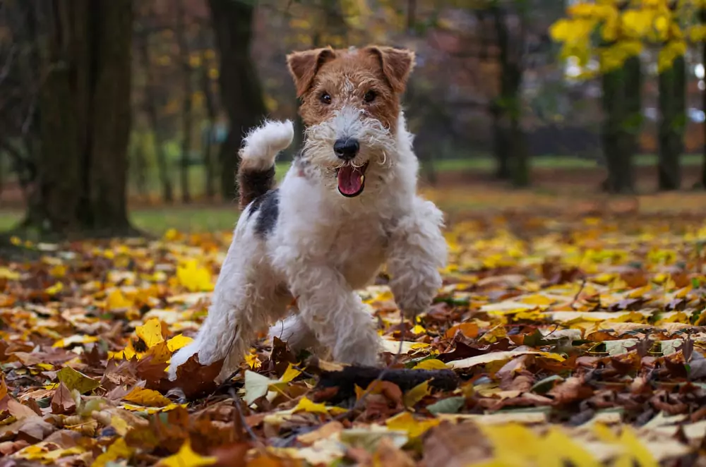 wire fox terrier in a field