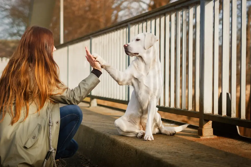 A white Labrador retriever high-fiving a woman.