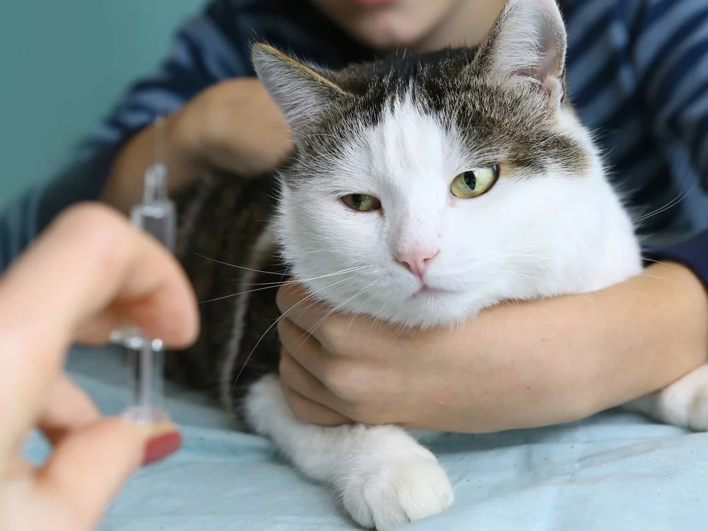 A short-haired cat looks warily at a hand holding a syringe. 