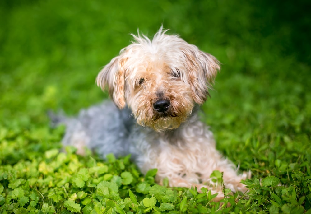 yorkie poo sitting in the grass