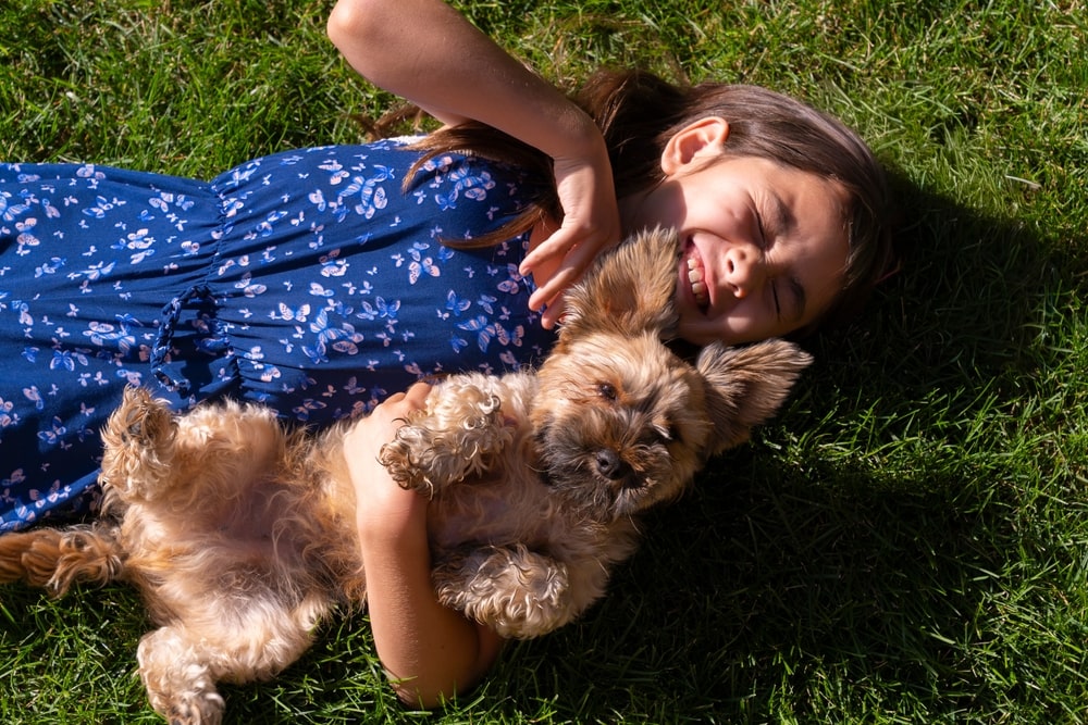 yorkie poo lying with a little girl 