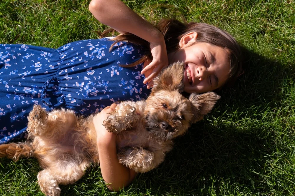 yorkie poo lying with a little girl 