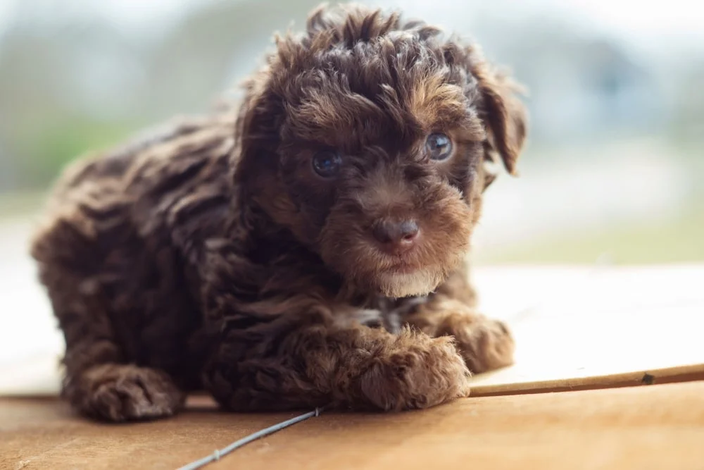 yorkie poo puppy on a couch