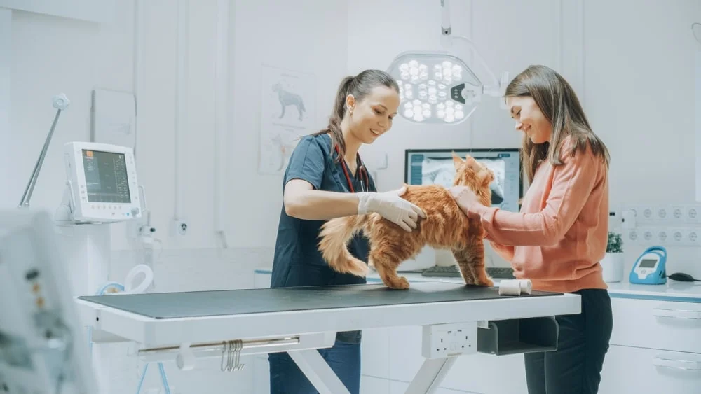 A veterinarian examines a fluffy, orange cat while the owner helps hold them.  