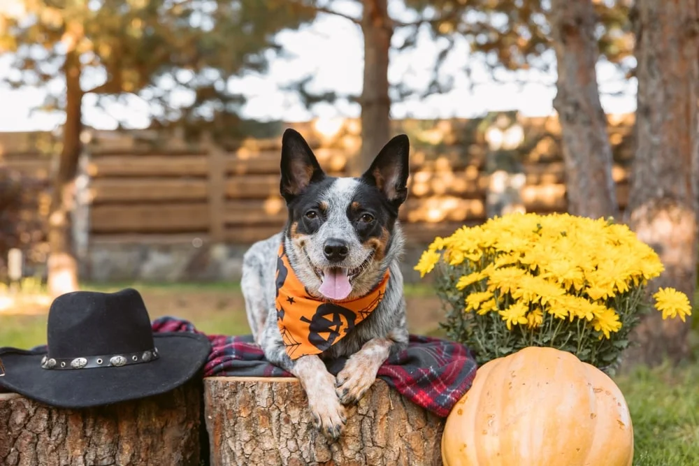 A dog wearing a Halloween kercheif sits on a log on a fall day.