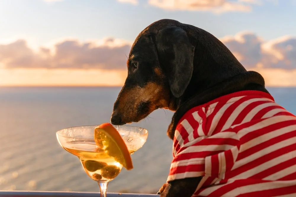 A daschund in a striped shirt sniffs at a cocktail with olives and an orange wedge. 
