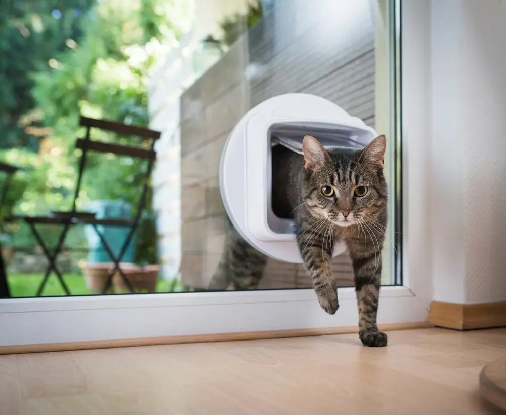 A shorthair cat entering a room through a catflap.