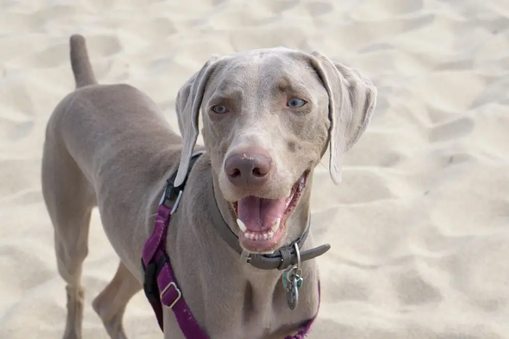 A happy dog at the beach.