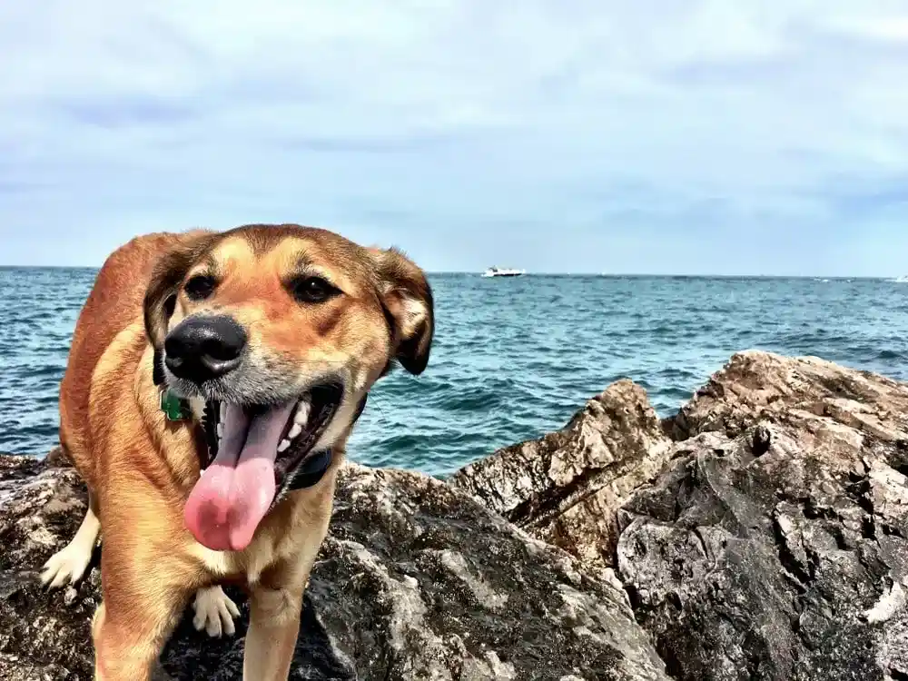  Large mixed breed standing on the shore of Lake Michigan