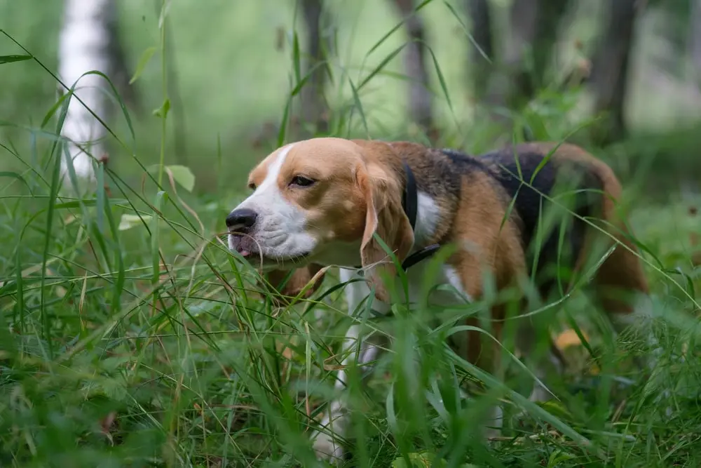 A beagle standing in tall grass