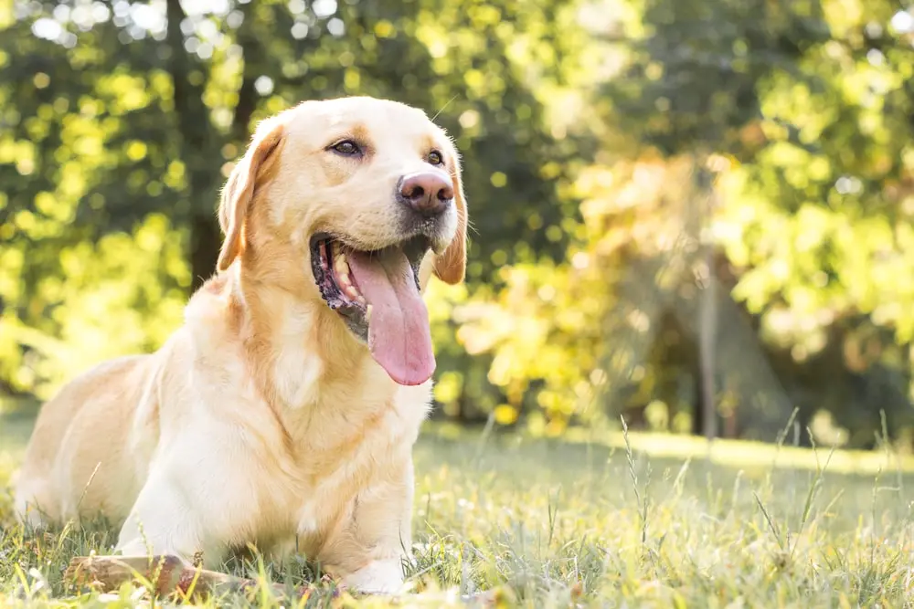 Smiling yellow Labrador outside at a park.