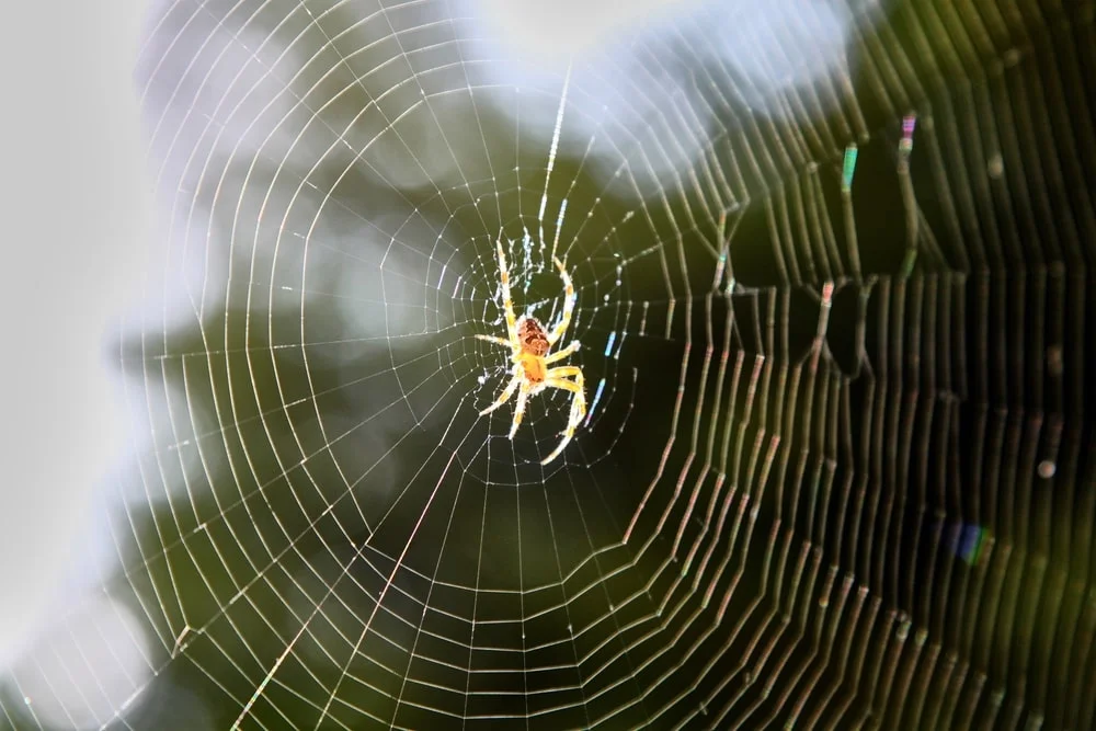 A garden spider sits at the center of their web in the sunlight. 