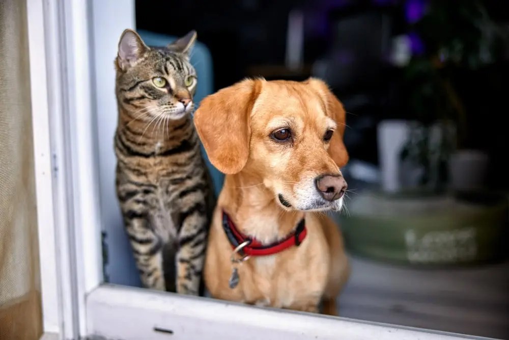 A dog and a cat looking out a window