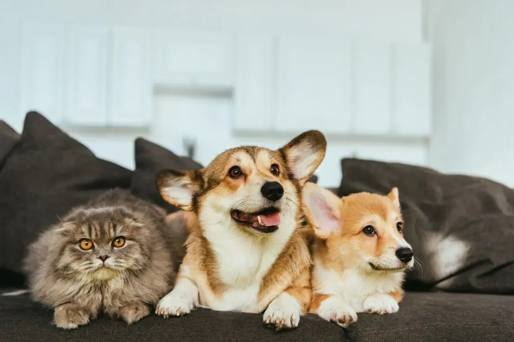 Two corgis and a British longhair cat sit on a gray sofa together.