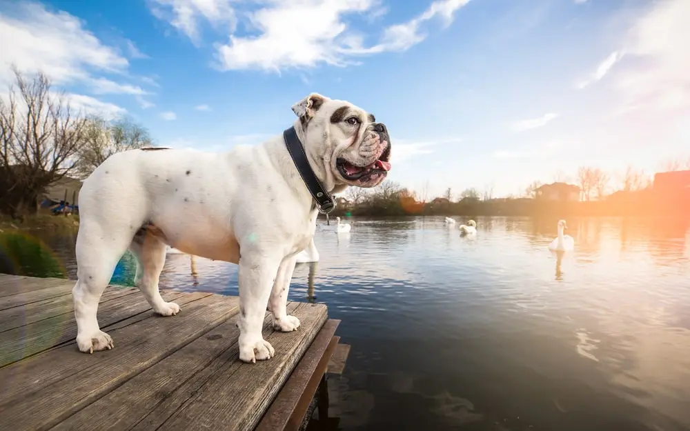 A white English bulldog standing on a dock.