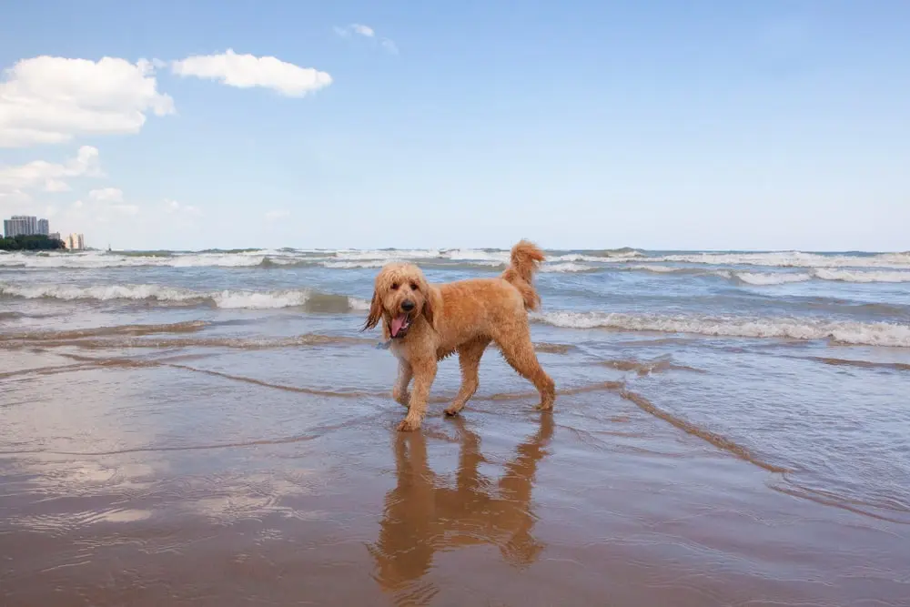 A goldendoodle walking on the beach of Lake Michigan