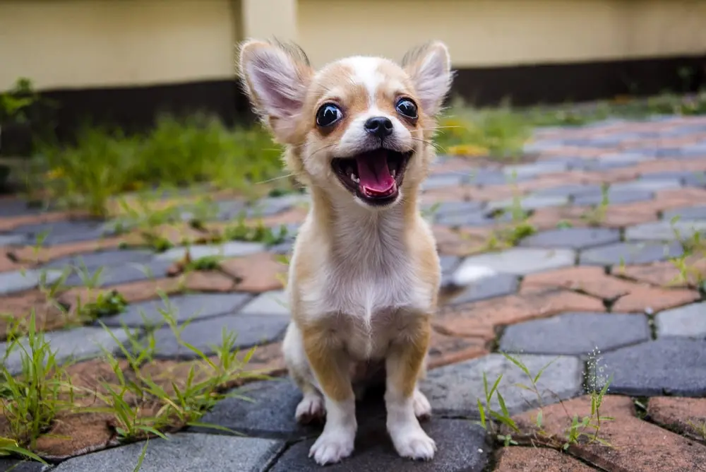 A happy Chihuahua standing on cement.
