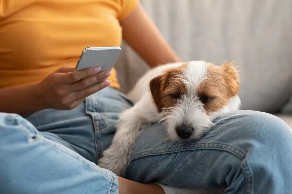 Jack Russell terrier sleeping on a person’s lap.