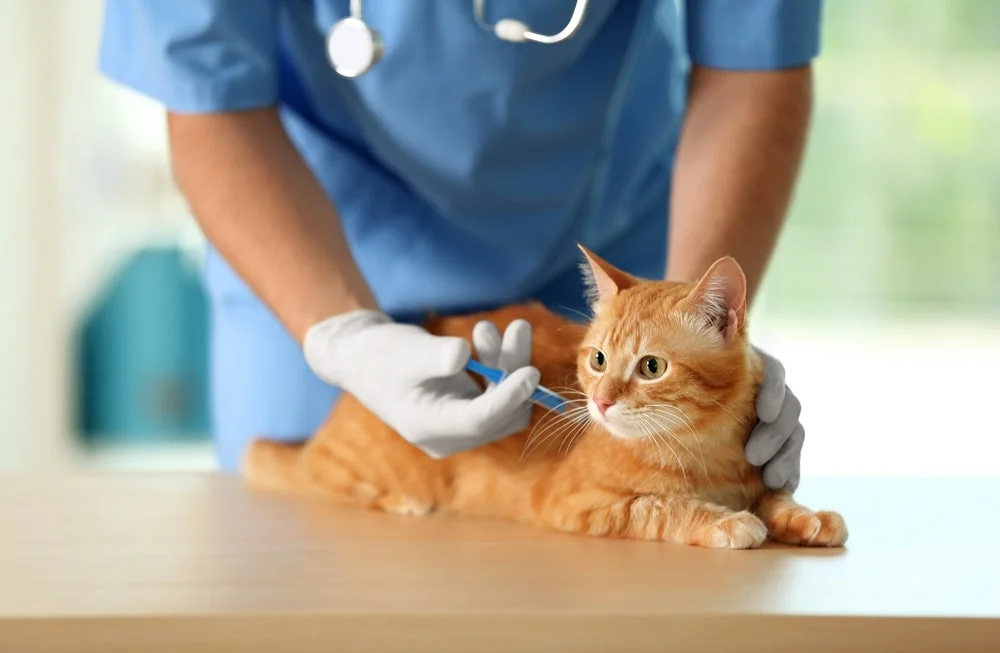 A veterinarian holds an orange cat still while administering a vaccination.