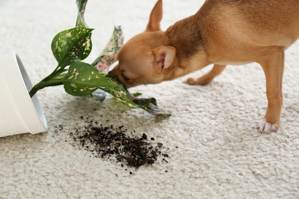 A small, short-haired dog investigates a knocked-over houseplant. 