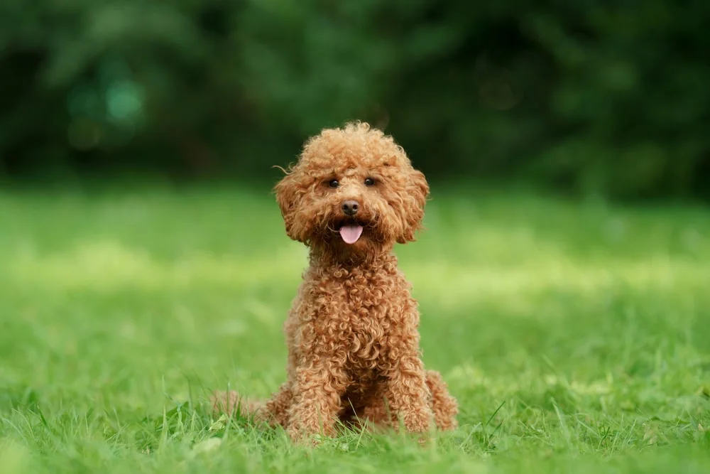 A tan-colored, curly haired poodle sits in a grassy field with its tongue out.