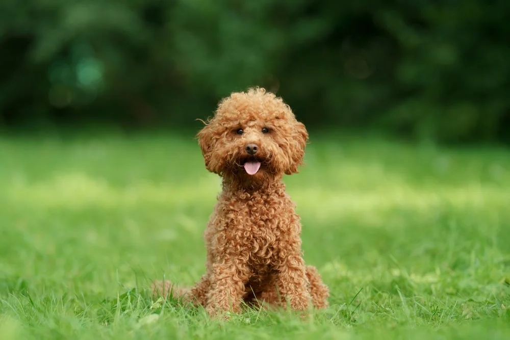 Toy Poodle Dogs  General Breed and Health Overview