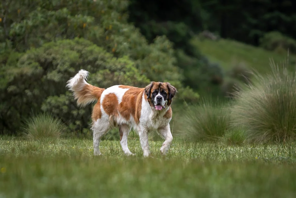 A cream and orange Saint Bernard trots happily through foliage.