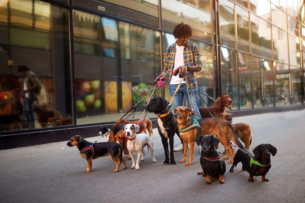 A man walks several types of dogs on leashes.