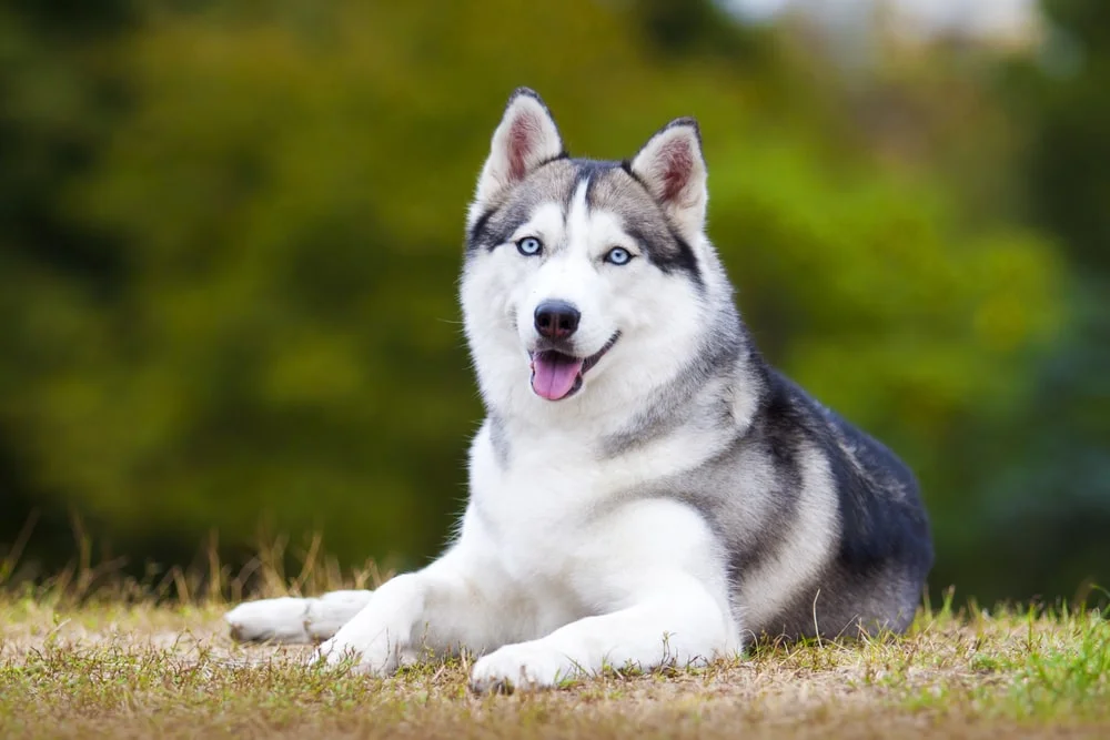 A Siberian husky with light blue eyes lays in grass outside in daylight with their head up and mouth open. 