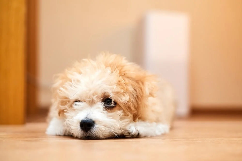 A Maltese-poodle mix puppy lays on a wood floor. 