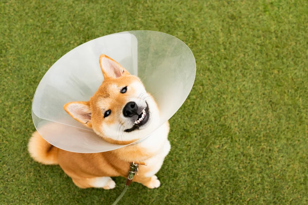 A smiling Shiba Inu wears a dog cone collar. 