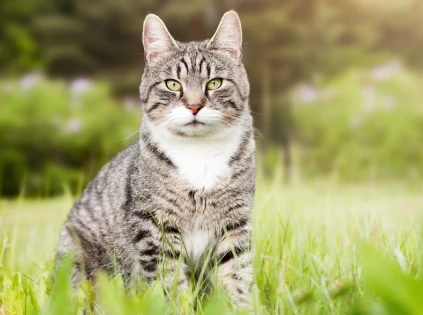 Cat in a field
