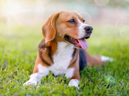 dog in a field