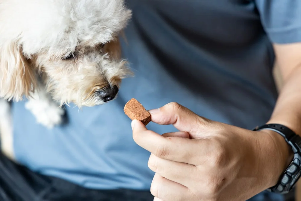 A veterinarian feeds a fluffy, white dog a medicated treat.