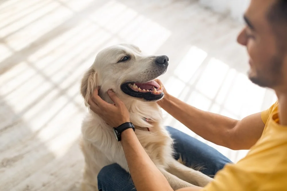 A light blonde-haired golden retriever sits happily getting pet by their owner. 