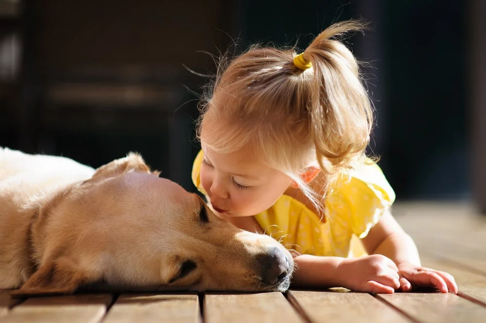 A labrador retriever lies on their side next to a young child.