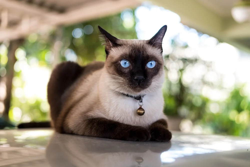 A Siamese cat loafs on an outdoor table.
