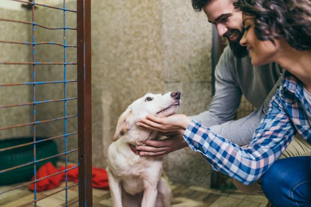 A couple meets a shy-looking dog at an animal shelter.