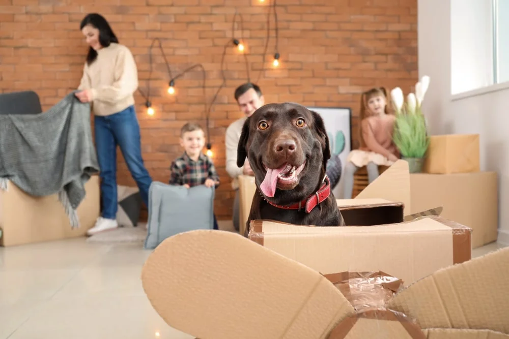 A chocolate Labrador retriever sits in a cardboard box with their family in the background.