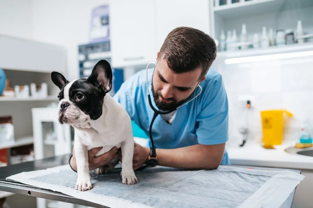 A veterinarian listens to a French bulldog's heart with a stethoscope. 