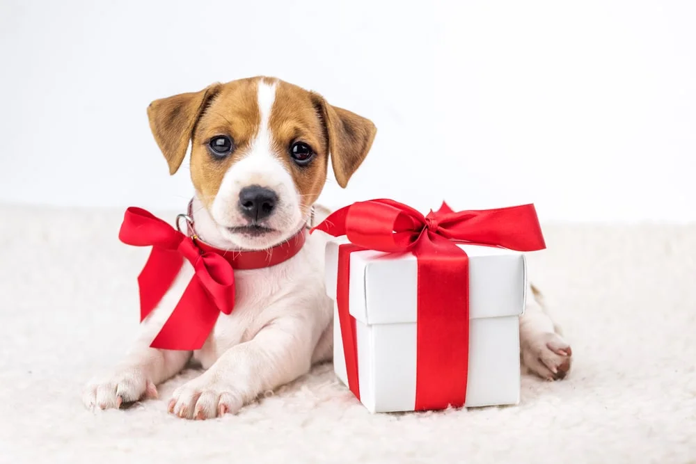 A Jack Russell terrier puppy lays next to a present with a bow.