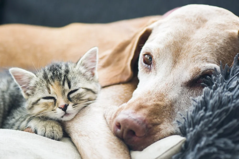 A senior dog and a kitten lay together on some cushions.  