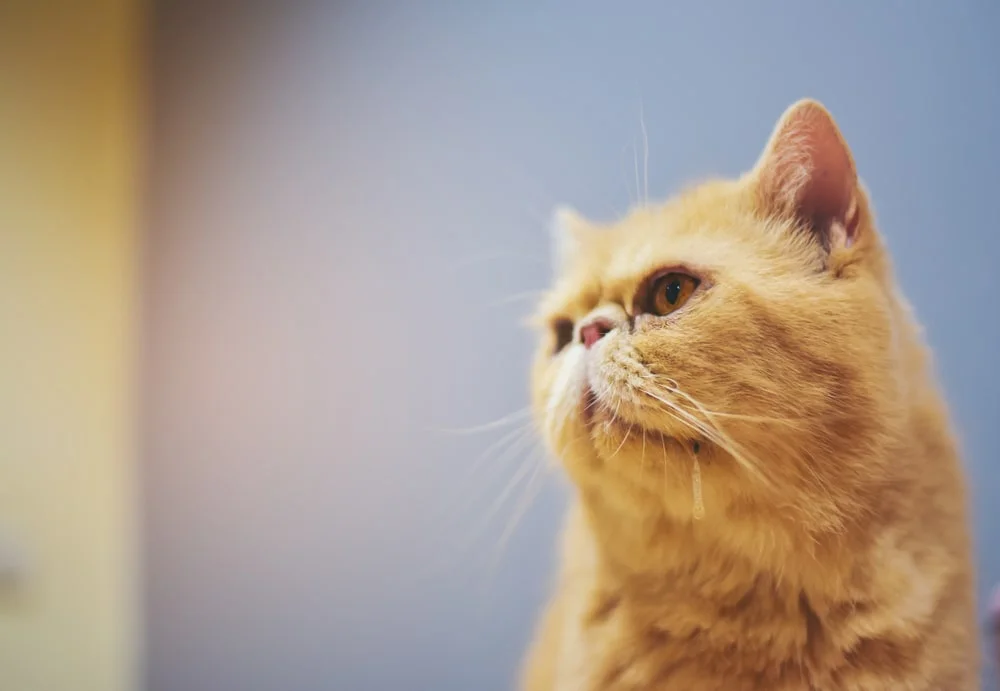 Cat drooling