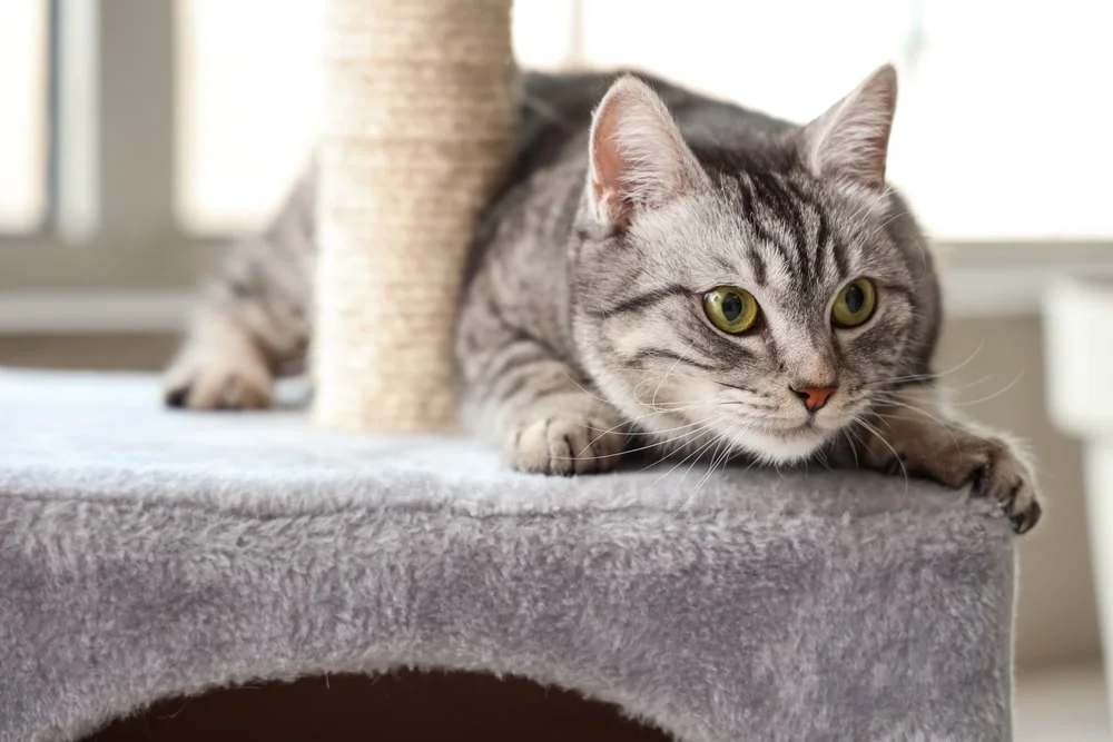 Cat next to a cat tree
