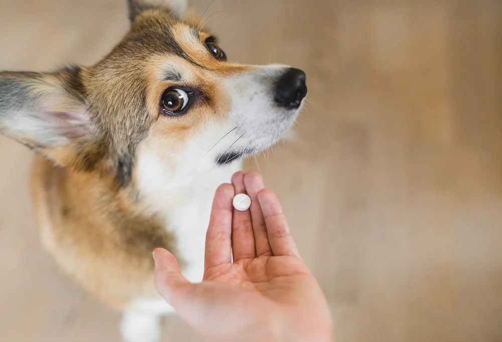 Dog looking at a pill 